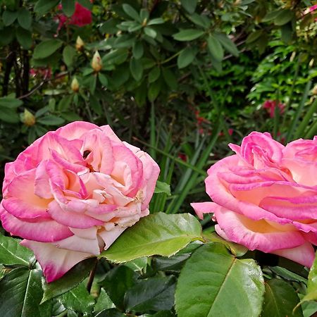 Appartamento Les Magnolias Aubenas Esterno foto